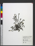 Chamaesyce prostrata (Ait.) Small ͤju