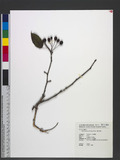 Malus hupehensis (Pamp.) Rehd. 湖北海棠