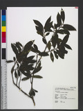 Eurya glaberrima Hayata 厚葉柃木
