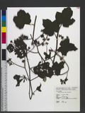 Rubus nagasawanus Koidz. ʤa_l