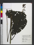 Ligularia stenocephala (Maxim.) Matsum. & Koidz. uѧ^