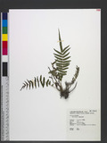 Pteris vittata L. \