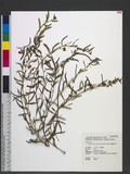 Chamaecrista garambiensis (Hosok.) H. Ohashi, Tateishi & T. Nemoto ZqM