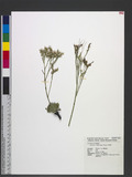Limonium wrightii (Hance) Kuntze QܻT