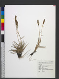 Eragrostis cylindrica (Roxb.) Nees ex Hook. & Arn. uJeܯ