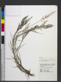 Eragrostis ciliaris (L.) R. Br. eܯ