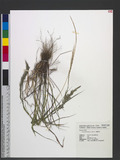 Eragrostis ciliaris (L.) R. Br. eܯ