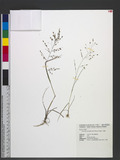 Eragrostis unioloides (Retz.) Nees ex Steud. 