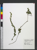 Berchemia lineata (L.) DC. p