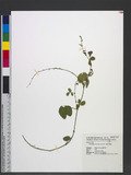 Desmodium tortuosum (Sw.) DC. s½