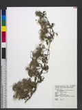 Clematis terniflora DC. var. garanbiensis (Hayata) M. C. Chang ZqKu