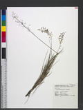 Eragrostis pilosiuscula Ohwi 򸭪