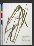 Setaria sphacelata (Schumach.) Stapf & C.E. Hubb. ex M.B. Moss