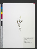 Zoysia tenuifolia Willd. ex Trin. R