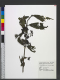 Callicarpa formosana Rolfe var. longifolia Suzuki i