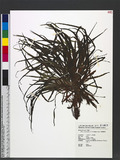 Blyxa echinosperma (C. B. Clarke) Hook. f. OWĦ
