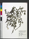 Limnophila aromaticoides Yuen P. Yang & S. H. Yen