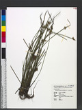 Schoenoplectus juncoides (Roxb.) Palla j