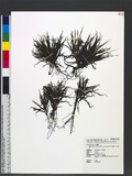 Blyxa japonica (Miq.) Maxim. ex Aschers. & Gurke 饻Ħ