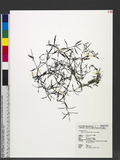 Hedyotis brachypoda (DC.) Sivar. & Biju wg