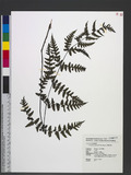 Cornopteris opaca (D. Don) Tagawa ¸s