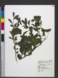 Centratherum punctatum Cass. subsp. fruticosum (Vidal) Kirkman ߻s
