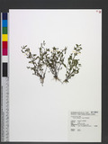 Lindernia dubia (L.) Pennell w