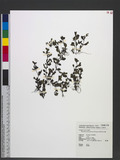 Mecardonia procumbens (Mill.) Small LF