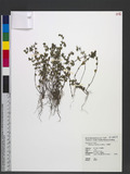 Chamaesyce thymifolia (L.) Millsp. p