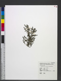 Chamaesyce serpens (H. B. & K.) Small mڦaA