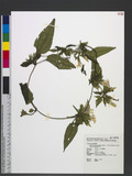 Tripterospermum alutaceofolium (T. S. Liu et Chiu. C. Kuo) J. Murata O_ͧί