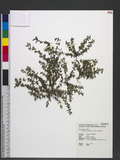 Chamaesyce hyssopifolia (L.) Small ju