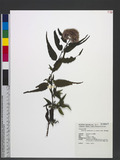 Eupatorium cannabinum L. var. asiaticum Kitam. OWA