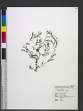 Ceratophyllum demersum L. Ħ