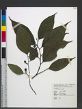 Ficus irisana Elmer ߸_
