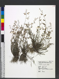 Eragrostis brownii...