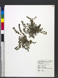Chamaesyce thymifolia (L.) Millsp. p