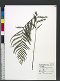 Tapeinidium pinnatum (Cav.) C. Chr. var. biserratum (Blume) W. C. Shieh GйF俹
