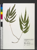 Pteris cretica L. j