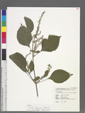 Perilla frutescens (L.) Britton Ĭ