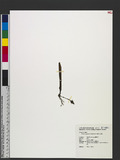 Thelasis pygmaea (Griff.) Blume K