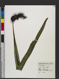 Microsorium punctatum (L.) Copel. P