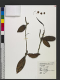 Hoya carnosa (L. f.) R. Br. A