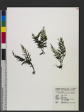 Crepidomanes latealatum (v. d. Bosch) Copel. ͬ`߿
