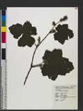 Rubus alceifolius ...