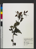 Ampelopsis cantoniensis (Hook. & Arn.) Planch. sFs