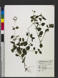 Mecardonia procumbens (Mill.) Small LF