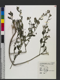 Sida rhombifolia L. Ȯɪ