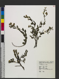 Crotalaria chinensis L. سʦX