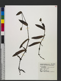 Murdannia bracteata (C. B. Clarke) J. K. Morton ex D. Y. Hong jc˸
